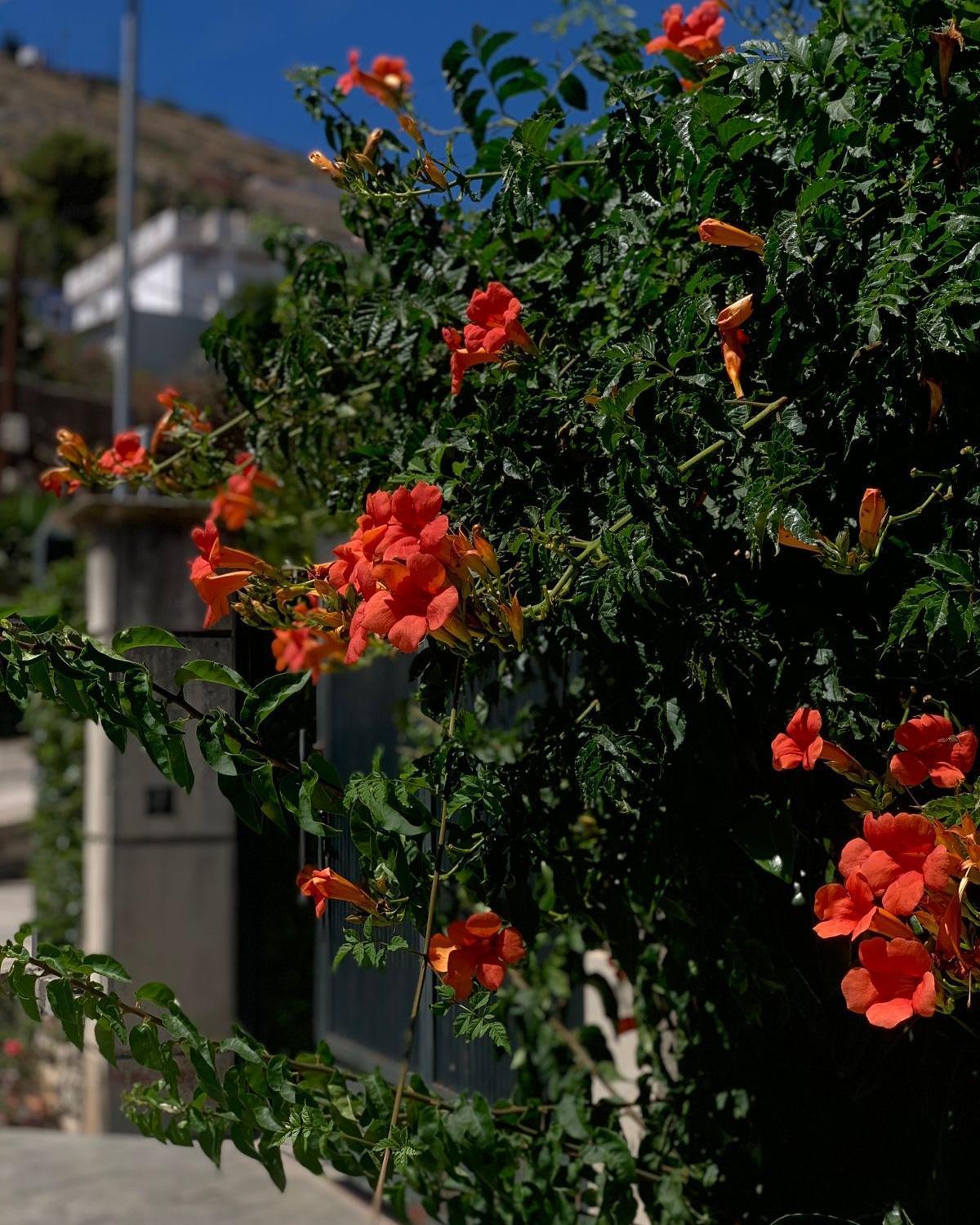Vila Marjana ساراندا المظهر الخارجي الصورة
